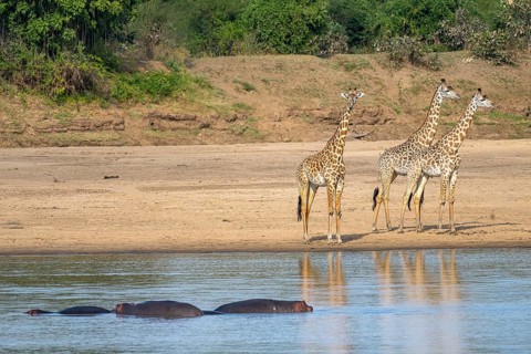 Rhodesian giraffe