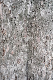 Bark of a sweet chestnut tree