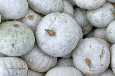 White Japanese Hokkaido Kabocha squashes