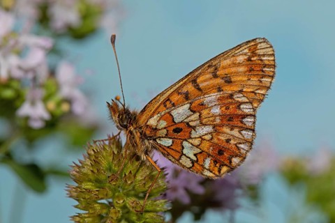 Brown-spotted pearl butterfly Butterfly with closed wings sitting on pink blossom looking left against blue sky