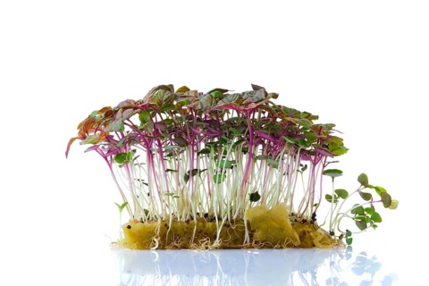 Fresh microgreens. Sprouts of shiso isolated on white background