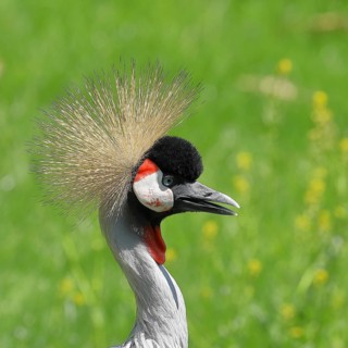 Black crowned crane