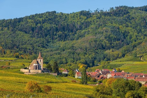 Autumn vineyards in Alsace