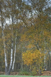 Warty birch
