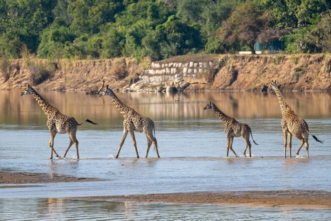 Rhodesian giraffe