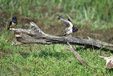 Barn swallows