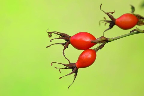 Ripe rosehips of the dog rose