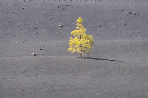 Canary Island Pine