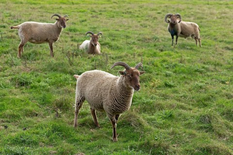 Jacob Sheep