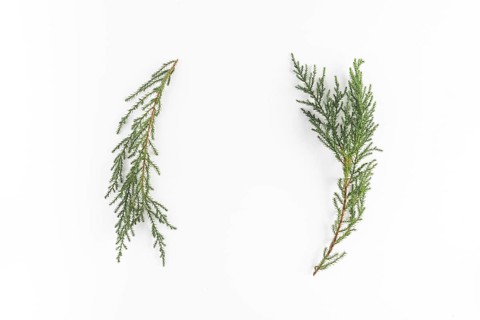 Coniferous branches light desk