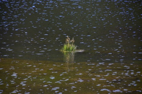 Tufts of grass in the water of a sparkling lake