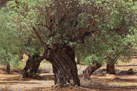 Old olive trees