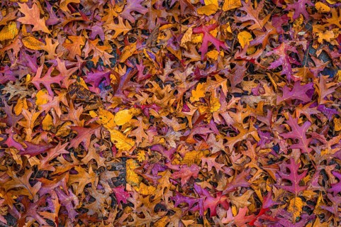 The colourful leaves of a pin oak
