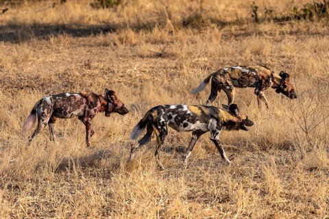 African wild dog