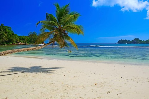 Overhanging coconut palm at the beautiful bay of Baie Lazare