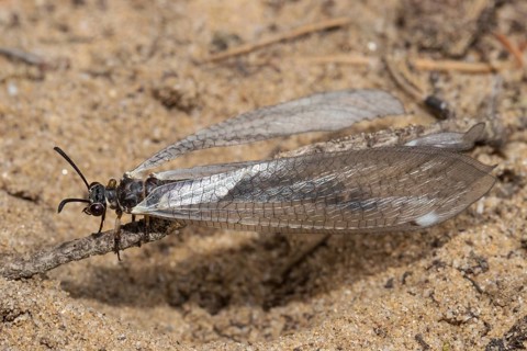 Common Ant Damselfly sitting on small branches in sand left sighted
