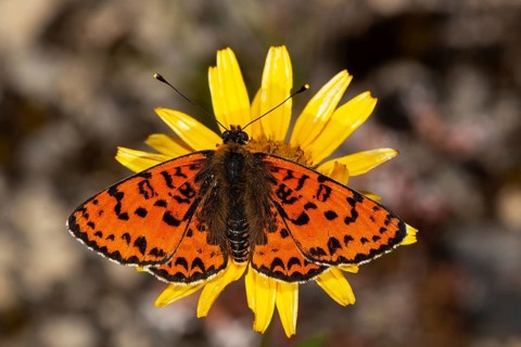 Red Melitaea butterfly butterfly with open wings sitting on yellow flower from behind
