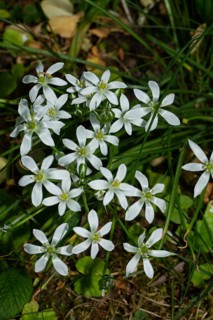Umbel milk star a few opened white flowers next to each other