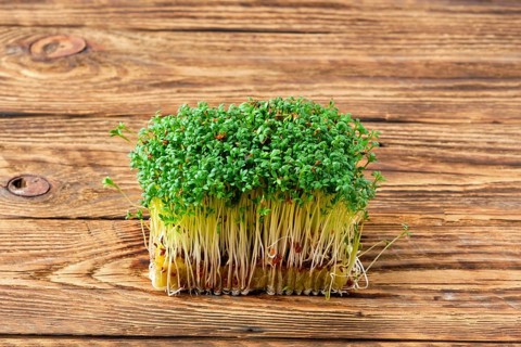 Fresh microgreens. Sprouts of watercress on wooden background