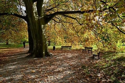 Deciduous trees in the Georgengarten