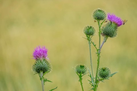 Spear thistle