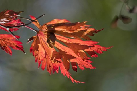 Fullmoon maple