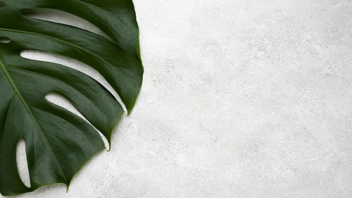 Top view of monstera leaf with copy space. Resolution and high quality beautiful photo