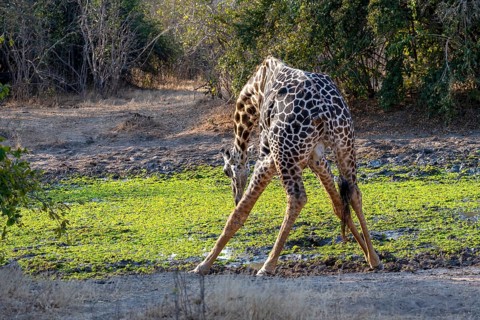 Rhodesian giraffe