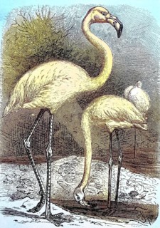 Great greater flamingo