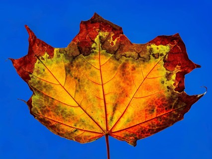 Autumn coloured maple