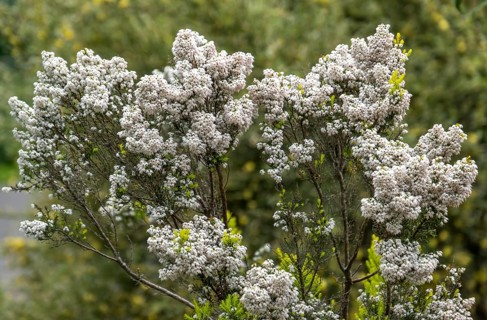 Tree heath