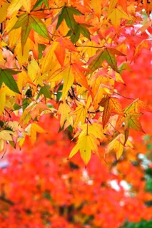 Magnificent amber trees