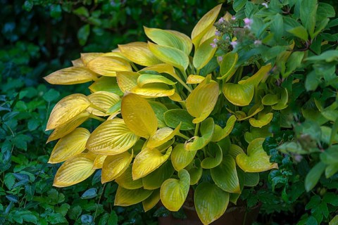 Autumnal Hosta
