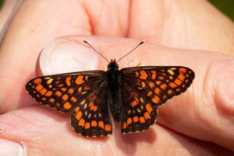 Maivogel
