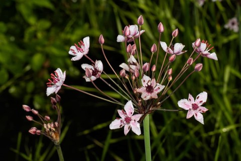 Swan flower Inflorescence with several open pink flowers