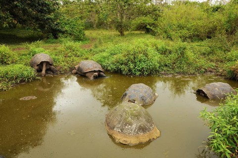 Galapagos giant tortoise in a pond on Santa Cruz