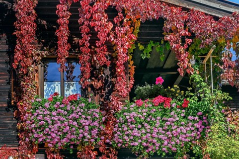 Wooden house with floral decoration and vegetation of widem vine
