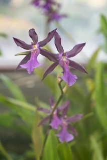Orchid