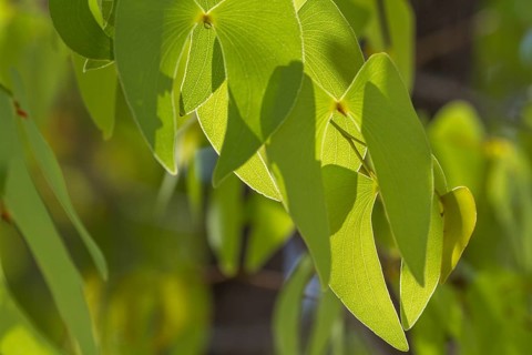 Leaves of the Mopane