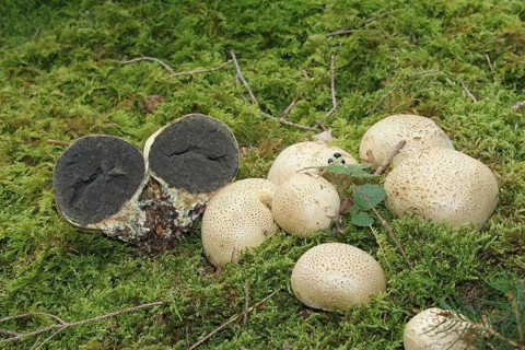 Earthball