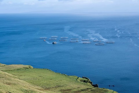 Fish farm in the sea