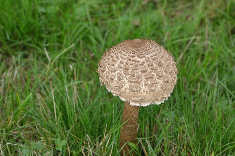 Giant umbrella mushroom or parasol mushroom