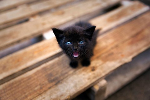 Black kitten with blue eyes