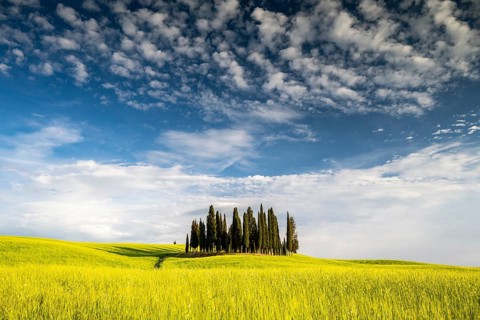 Cipressi di San Quirico dOrcia
