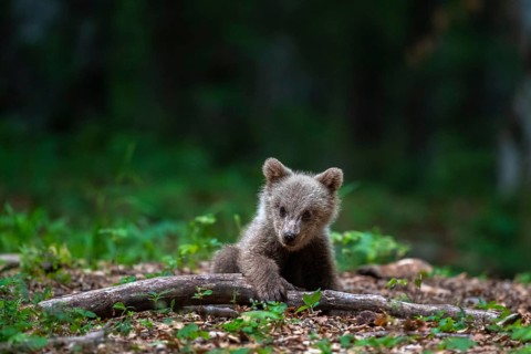European brown bear