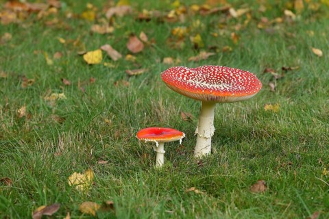 Fly agaric