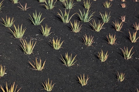 Aloe Vera Plantation at Orzola