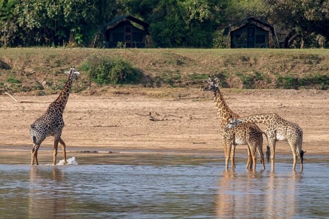 Rhodesian giraffe