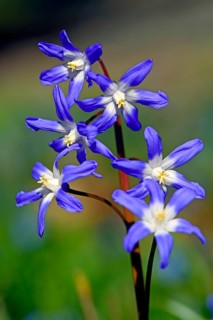 Alpine squill
