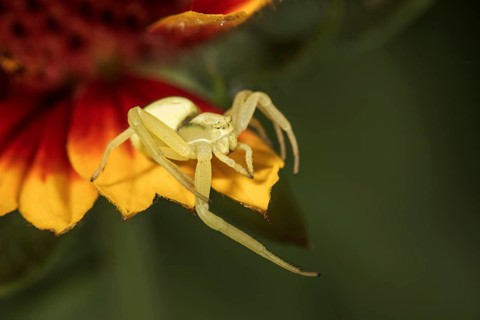 Goldenrod crab spider